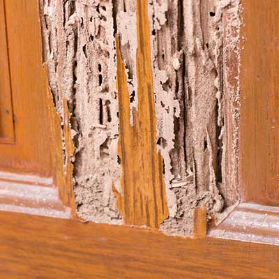 termite-damage-img