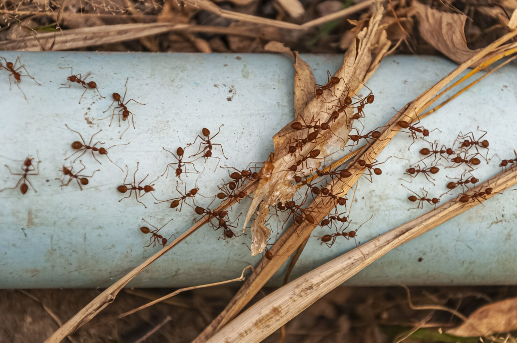 termite-damage1