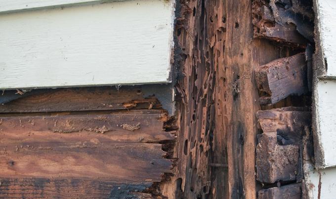 termite-damage7